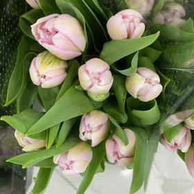 配花-重瓣郁金香粉色-10支