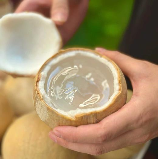 🥥泰国🇹🇭奶香椰皇/椰青 · 甜度高 · 椰香味浓郁 /顺丰全国除偏远 商品图0