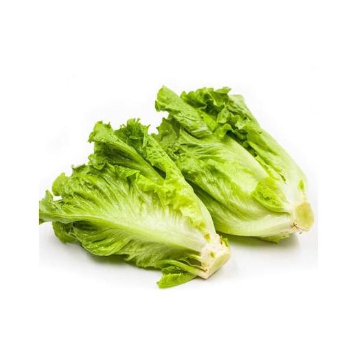 罗马生菜(500±30g) 商品图1