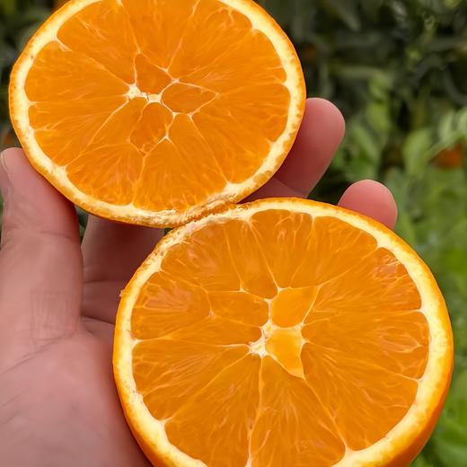 帝王春橙  5.5斤 商品图3