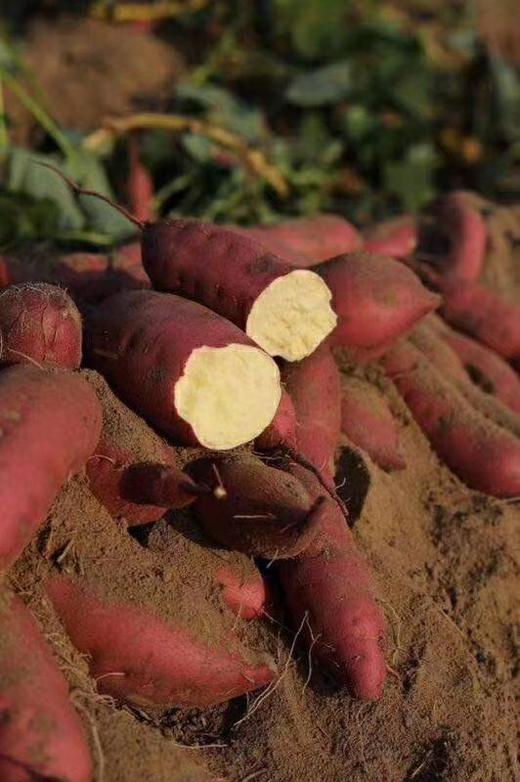 【海南桥头沙地瓜】 香薯红薯地瓜，软糯绵密，细腻香甜，放一放淀粉转糖后口感更好，建议水煮30分钟 商品图10