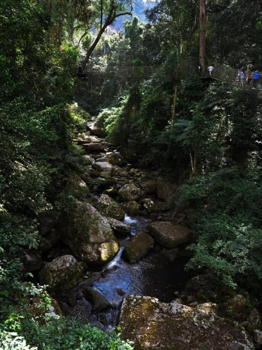 3月23日中午12点【老挝荒野王】【春茶预售】2026年老挝荒野王重磅预售来袭首年合作与茶农高额补贴尝鲜357克/饼 拍5发6 商品图3