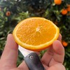帝王春橙  5.5斤 商品缩略图4