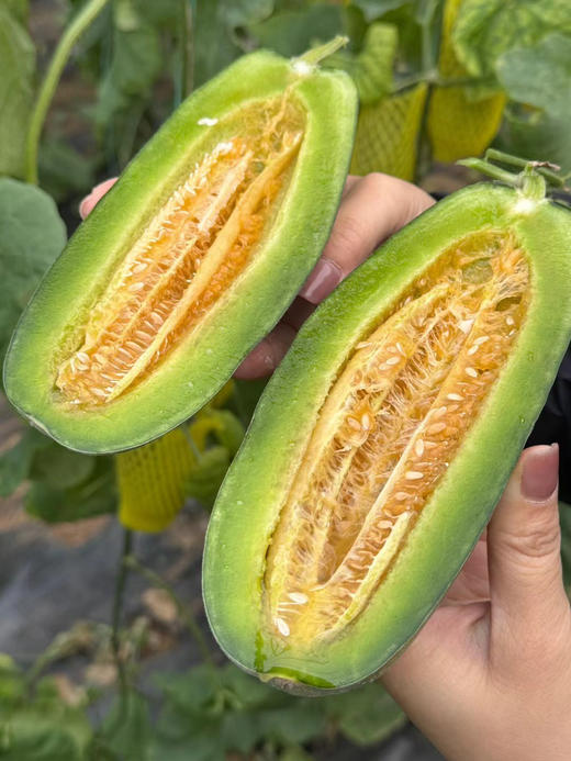 博洋瓜系列的天花板，劲脆香甜的蜜七七脆甜蜜瓜 商品图9