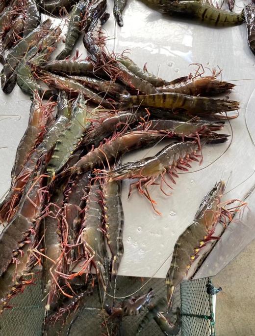 &深海大黑虎虾🦐超级靓，肉质紧实Q弹油焖白灼红烧皆可！新鲜活冻 商品图1