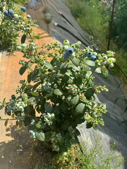 云南蓝莓树苗 商品图2