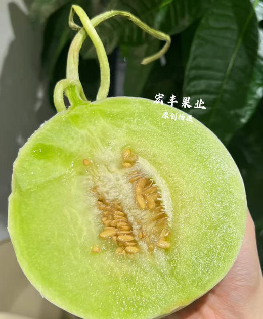 宏丰精选 玉菇香瓜，口感绵甜，活动价9.9一斤 商品图5