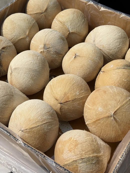 泰国老树椰皇 商品图7