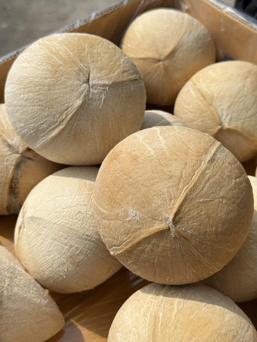 泰国老树椰皇 商品图1