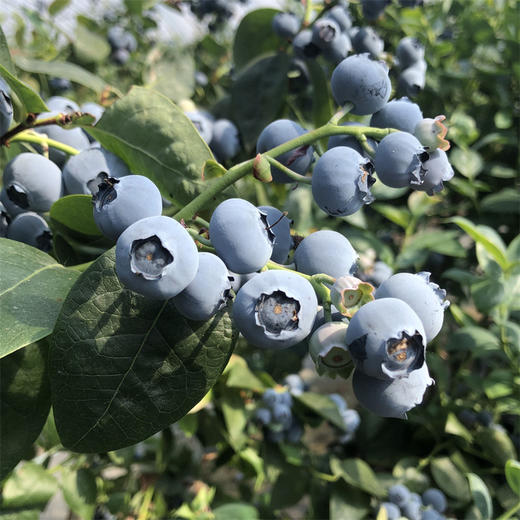 L25山东花香蓝莓 当季水果现摘现发果香浓郁脆甜爆浆孕妇宝宝水果 商品图0