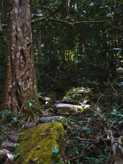 3月23日中午12点【老挝荒野王】【春茶预售】2026年老挝荒野王重磅预售来袭首年合作与茶农高额补贴尝鲜357克/饼 拍5发6 商品图2