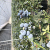 L25山东花香蓝莓 当季水果现摘现发果香浓郁脆甜爆浆孕妇宝宝水果 商品缩略图5