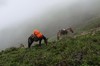 雪山野生黄精 商品缩略图6