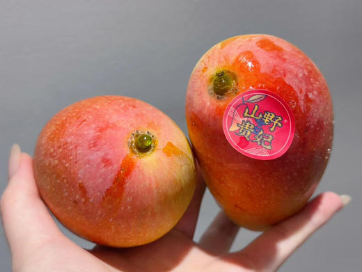 三亚自然熟山野贵妃芒🥭 商品图4