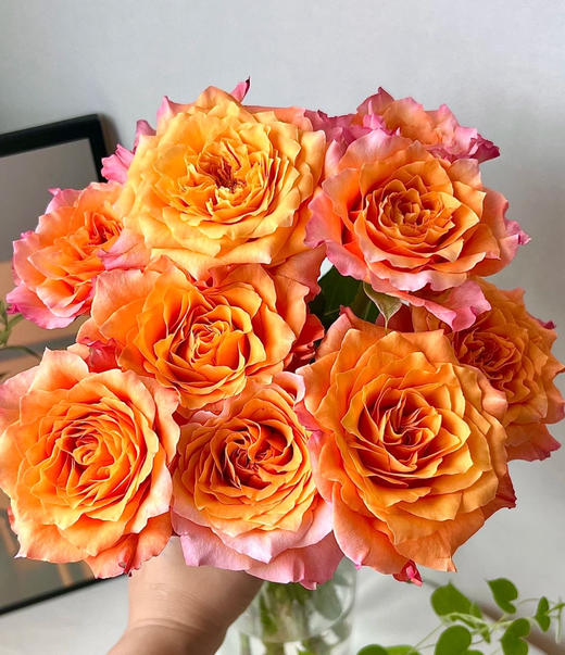 周末鲜花日~🌹【玫瑰花】云南鲜花基地直发，15种玫瑰可选~72小时内发货，一份10支，花枝长40-50CM 商品图9