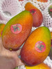 三亚自然熟山野贵妃芒🥭 商品缩略图13
