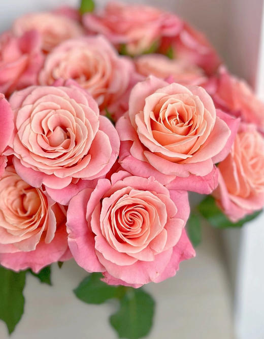 周末鲜花日~🌹【玫瑰花】云南鲜花基地直发，15种玫瑰可选~72小时内发货，一份10支，花枝长40-50CM 商品图11