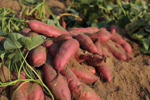 【海南桥头沙地瓜】 香薯红薯地瓜，软糯绵密，细腻香甜，放一放淀粉转糖后口感更好，建议水煮30分钟 商品图1