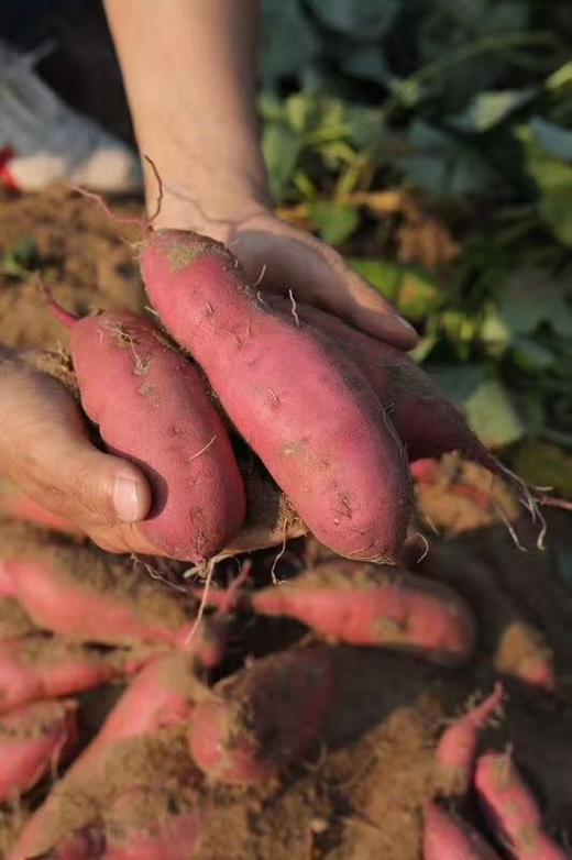 【海南桥头沙地瓜】 香薯红薯地瓜，软糯绵密，细腻香甜，放一放淀粉转糖后口感更好，建议水煮30分钟 商品图0