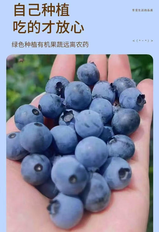 云南蓝莓树苗 商品图5
