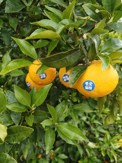 苍穹无核蜜柑，果味浓郁，水分超级足，爆汁，细腻无渣，几乎纯甜，无核 商品图13