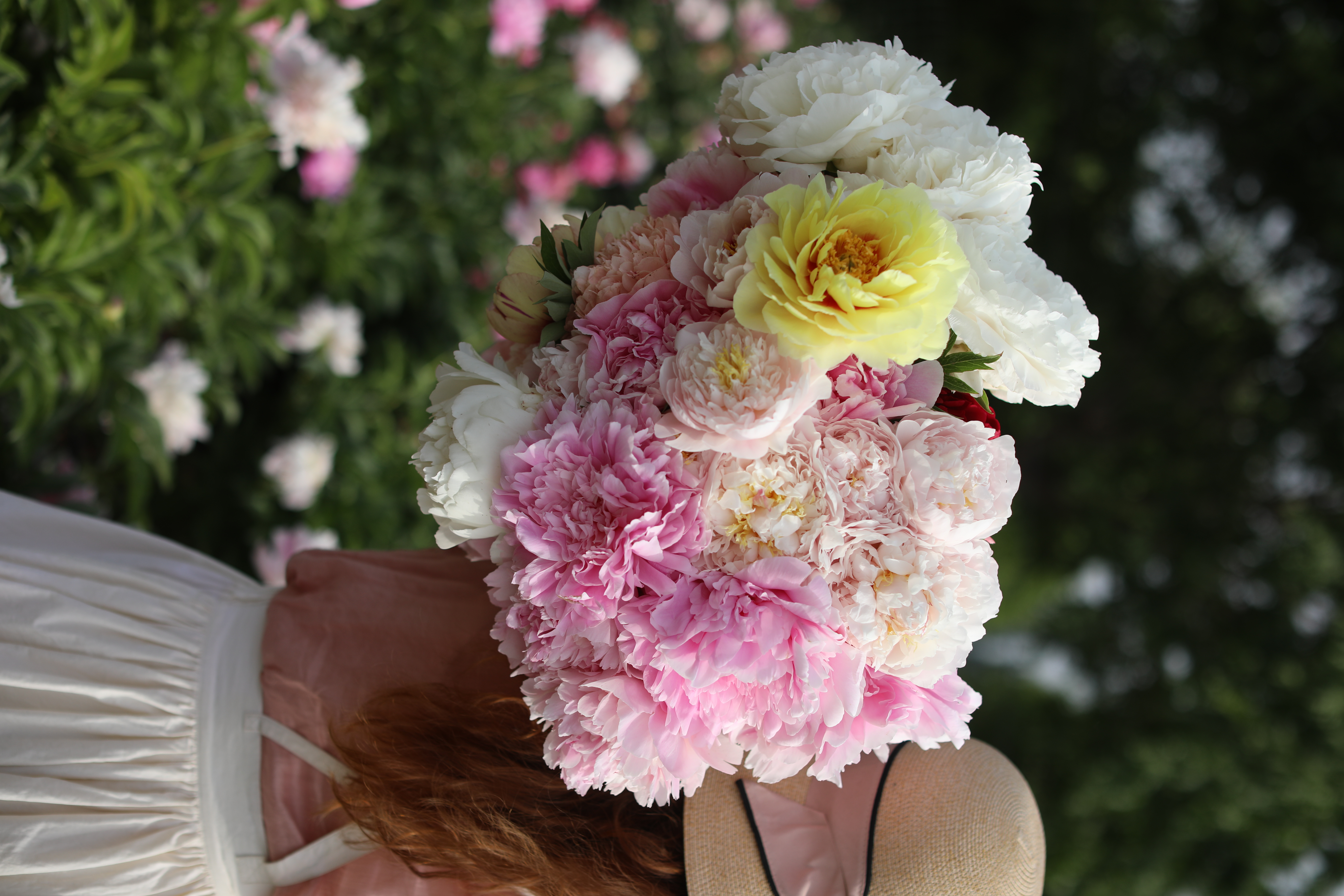 【预售！4.20起陆续发货】2026简小姐芍药季精选套餐【我扎根生长，也自然流淌 】