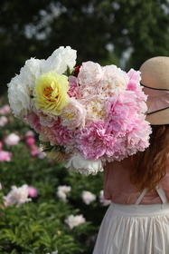 【预售！4.20起陆续发货】2026简小姐芍药季精选套餐【我扎根生长，也自然流淌 】