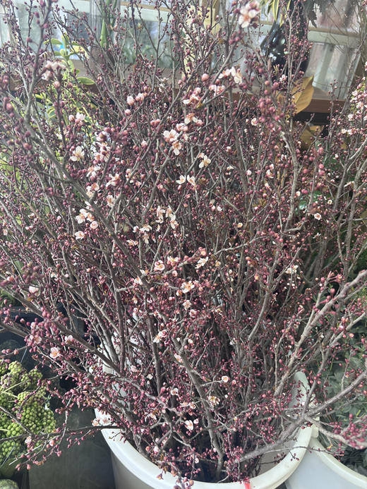 【交换春天】紫叶李花 若干枝/扎 商品图6