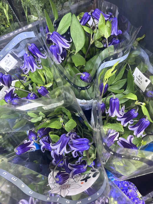 【稀少品】国产铁线莲-如古 约10枝/扎（新品） 商品图6