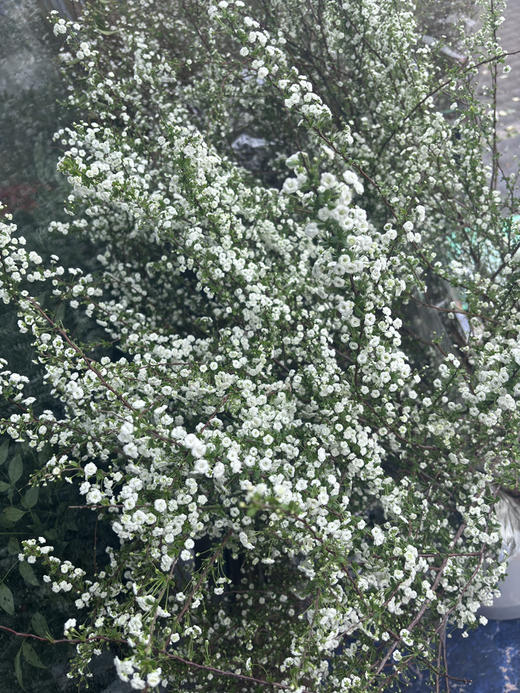 【开花特惠】雪柳花 重瓣 约 6-8 支/扎 商品图10