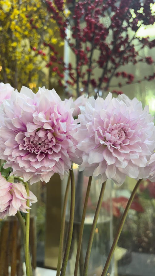 【新花派】大丽花~陈映君 嫩粉色 约5枝/扎 商品图7