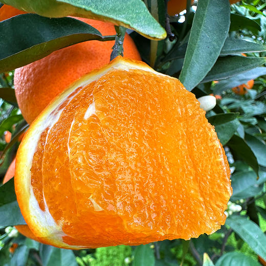 特惠活动『秭归福罗斯特脐橙』江边果园，新鲜春橙，浓甜爆汁，肉嫩无籽 商品图4