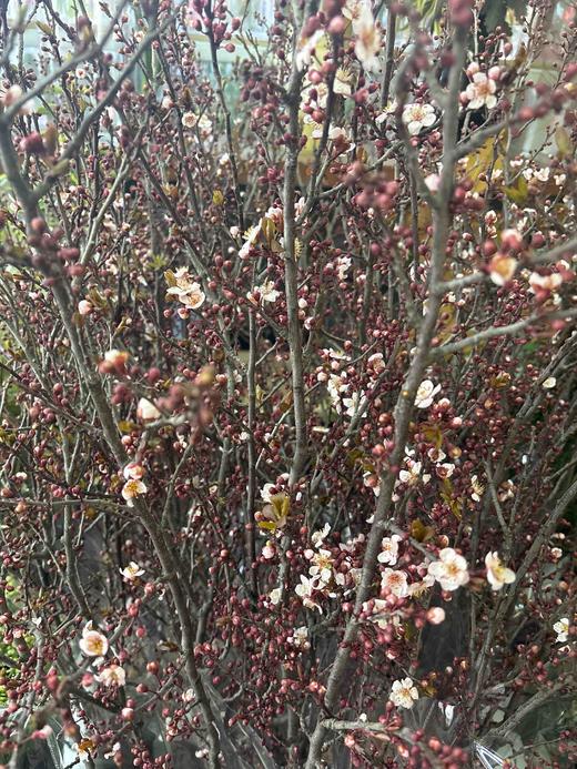 【交换春天】紫叶李花 若干枝/扎 商品图8