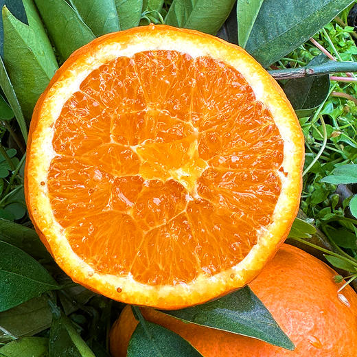特惠活动『秭归福罗斯特脐橙』江边果园，新鲜春橙，浓甜爆汁，肉嫩无籽 商品图3