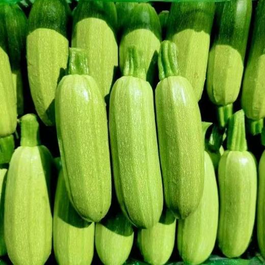 周日取货：【西葫芦瓜】一份约3.5斤左右，肉质紧实脆嫩，新鲜采摘，营养丰富。 商品图0