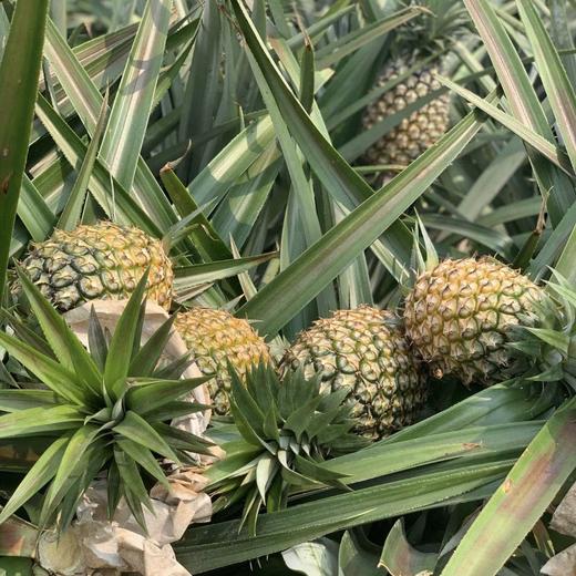 【305项农残0检出】【海南金钻凤梨】不涩口不麻嘴  无需盐泡 彩箱4.5-5斤/份 商品图6