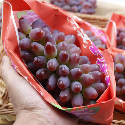 【会员14.5/串】云南茉莉香葡萄 商品图3