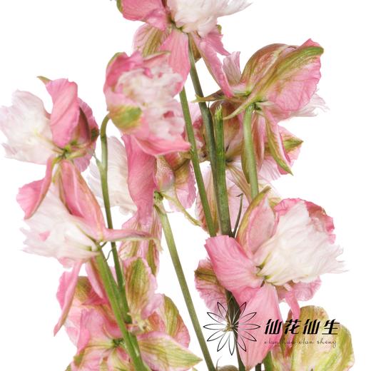 配花 | 千鸟飞燕双色粉 商品图2