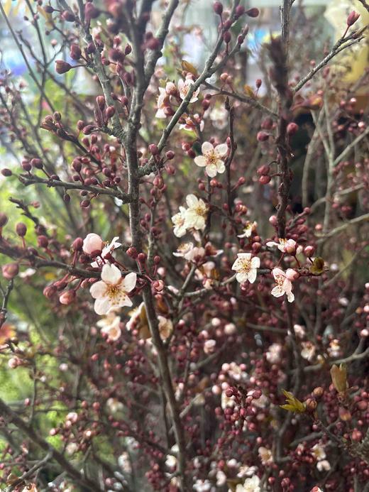 【交换春天】紫叶李花 若干枝/扎 商品图7
