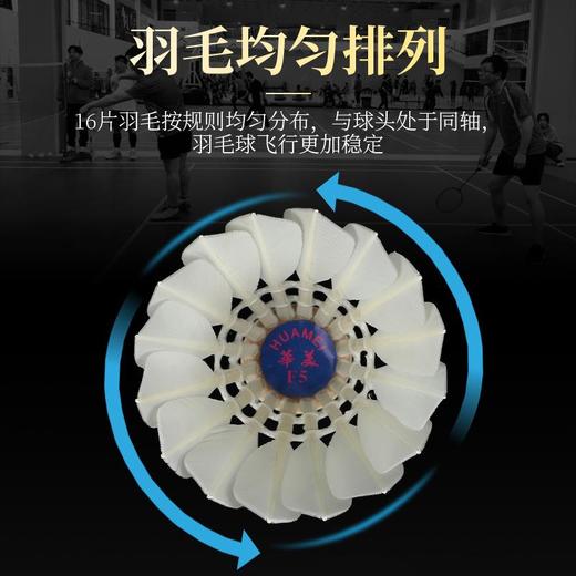 华美F5全圆羽毛球飞行稳定耐打手感好正品球馆训练比赛用球12只包邮 商品图3