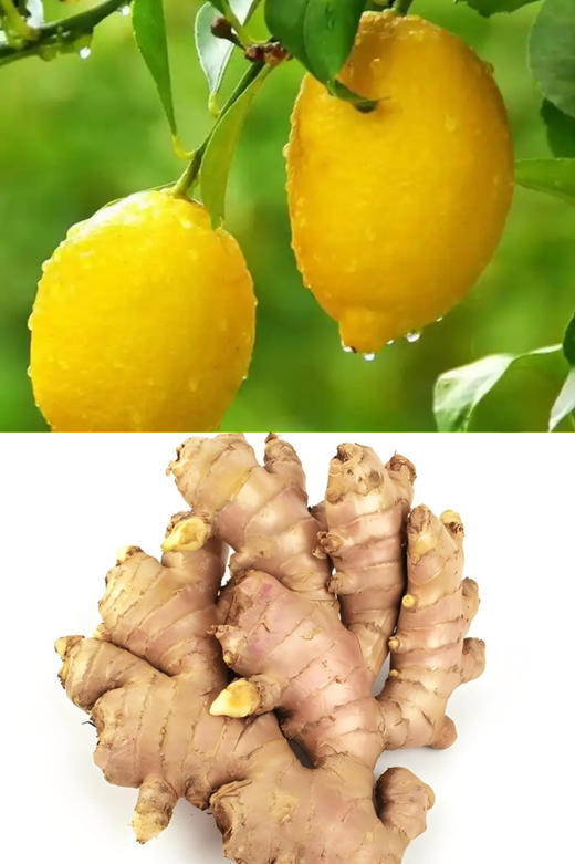 在春天生发。生姜柠檬组合。 商品图6