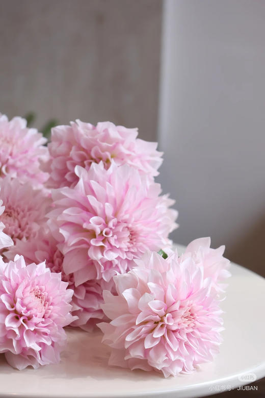 【新花派】大丽花~陈映君 嫩粉色 约5枝/扎 商品图6