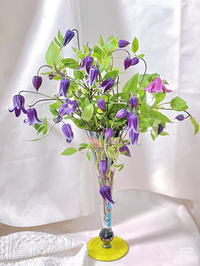 【稀少品】国产铁线莲-如古 约10枝/扎（新品）