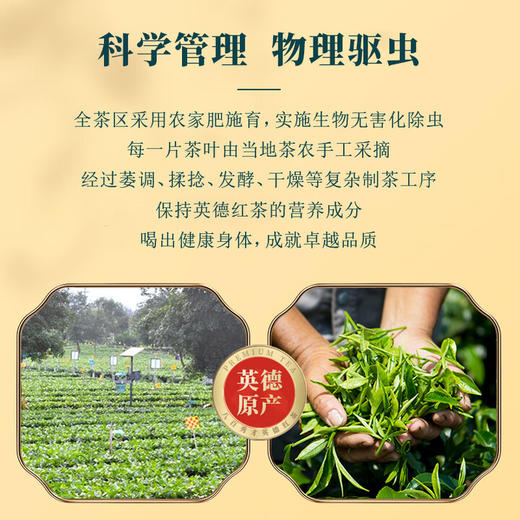 【超高性价比】八百秀才龙纹罐英红九号500g（250g
一罐，一共发两罐） 商品图2