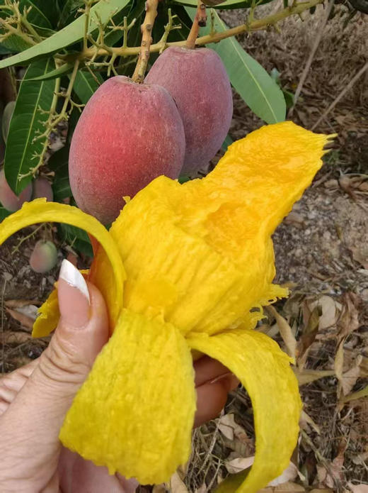 芒果届的小可爱| 小金凤
这款个头mini的芒果叫金凤～它果香浓郁、纯甜、肉厚、细嫩无丝、核薄如纸，是海南贵妃芒的改良品种丹妮果核很小很薄，七彩颜色的颜值，美味多汁的口感，颜值与口感并存！净2斤/盒 商品图1