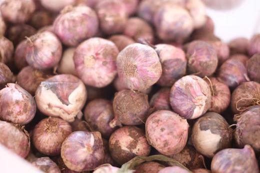 独头蒜（今年鲜蒜）丨高海拔的核心产区，蒜香浓郁，肉质细嫩，蒜泥黏稠，新鲜蒜，介意慎拍！⭐️圆通快递 商品图1