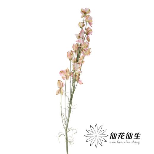 配花 | 千鸟飞燕双色粉 商品图3