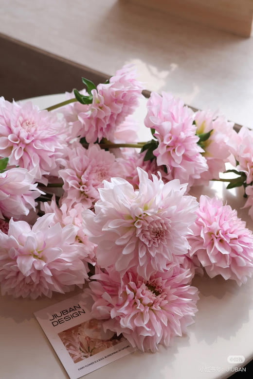 【新花派】大丽花~陈映君 嫩粉色 约5枝/扎 商品图3