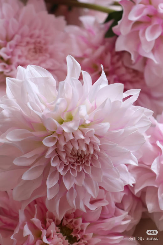 【新花派】大丽花~陈映君 嫩粉色 约5枝/扎 商品图4