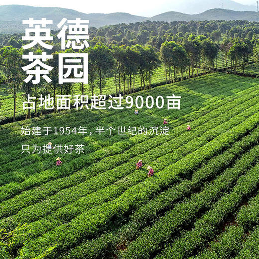 【超高性价比】八百秀才龙纹罐英红九号500g（250g
一罐，一共发两罐） 商品图4